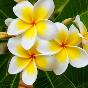 Plumeria Yellow